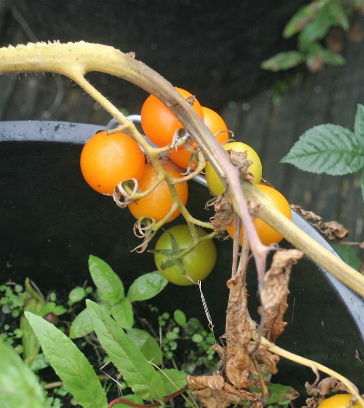 Tomatoes 2017 Edited 1.JPG