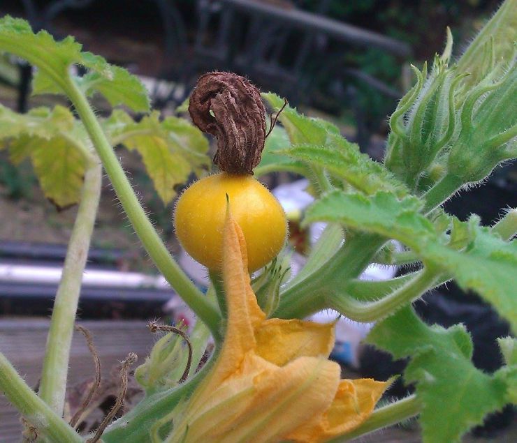 A Growing Squash.jpg