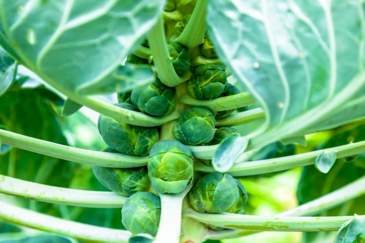 brussels-sprouts-2021-08-26-16-29-31-utc.jpg