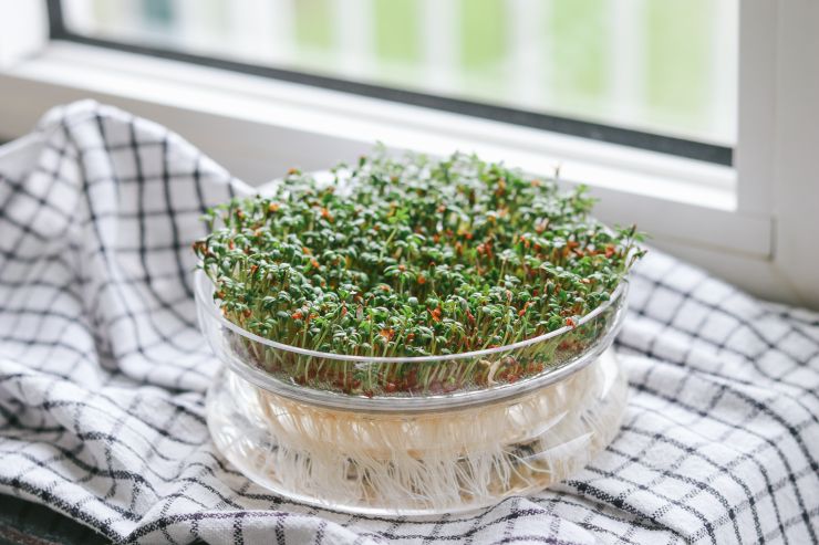 glass-bowl-with-cress-stands-on-window-sill-on-a-c-2022-03-24-00-57-35-utc.jpg