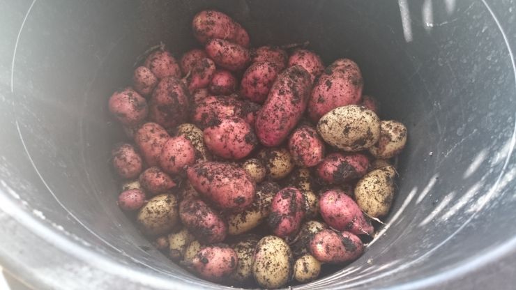 Potatoes from the garden.JPG