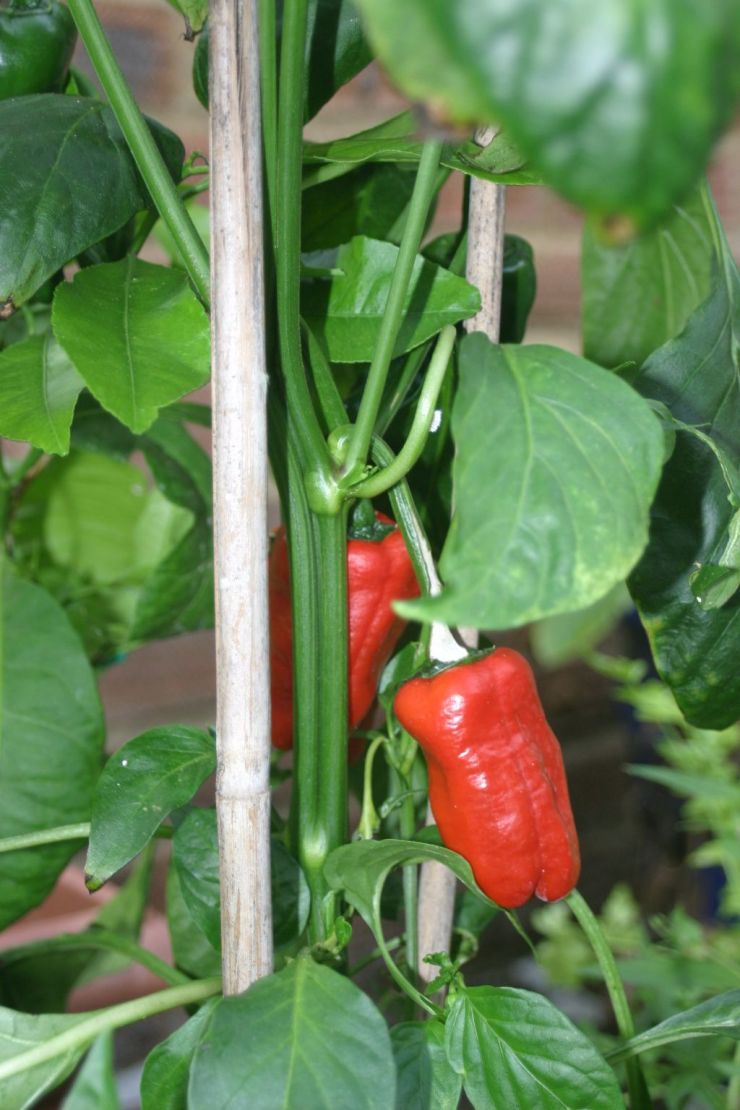 Padron Chilli.JPG