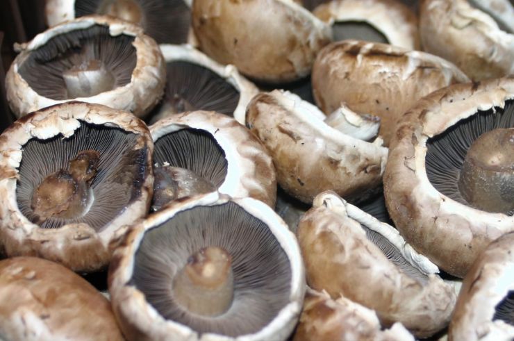 Portobello Mushrooms.jpg