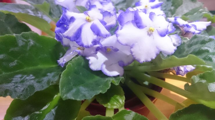 African Violets.JPG