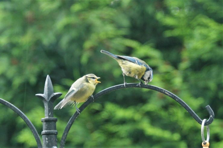 Adult Blue Tit and her Baby.JPG