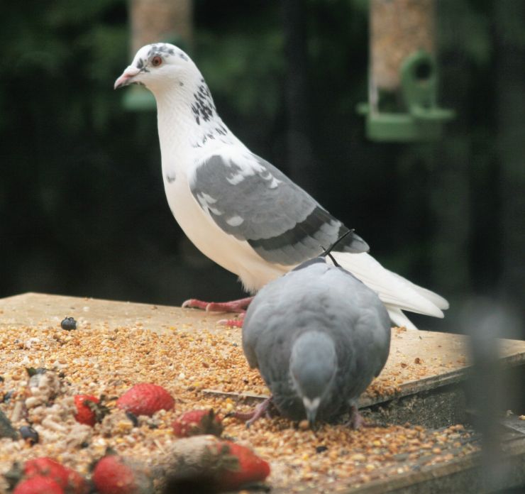 Mr White the Rock Dove.JPG