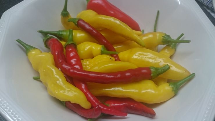 Lemon Drop Chillies and Cayenne Chillies.JPG