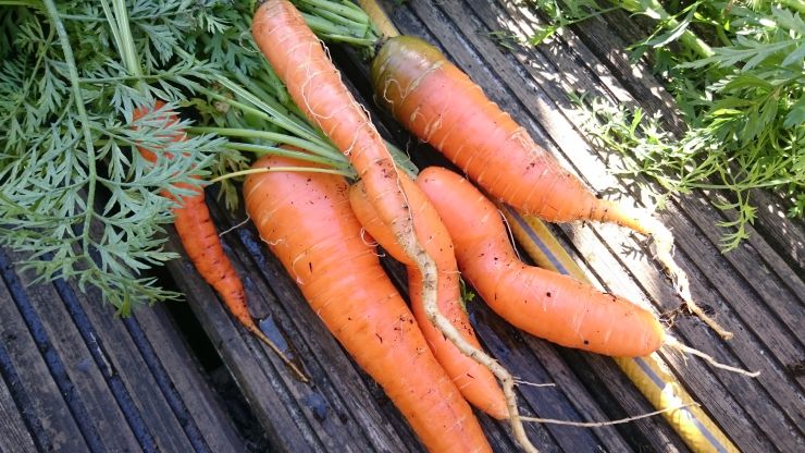 Carrots from the garden.JPG