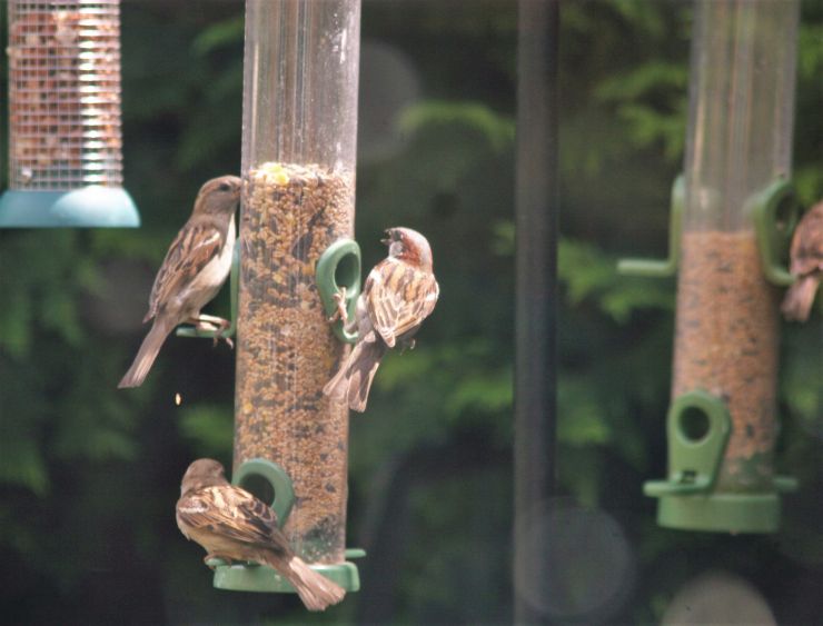 Sparrows feeding time 2021.JPG