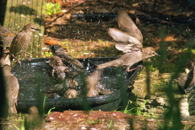 Emergency Bird Bath and the Mobsters.JPG